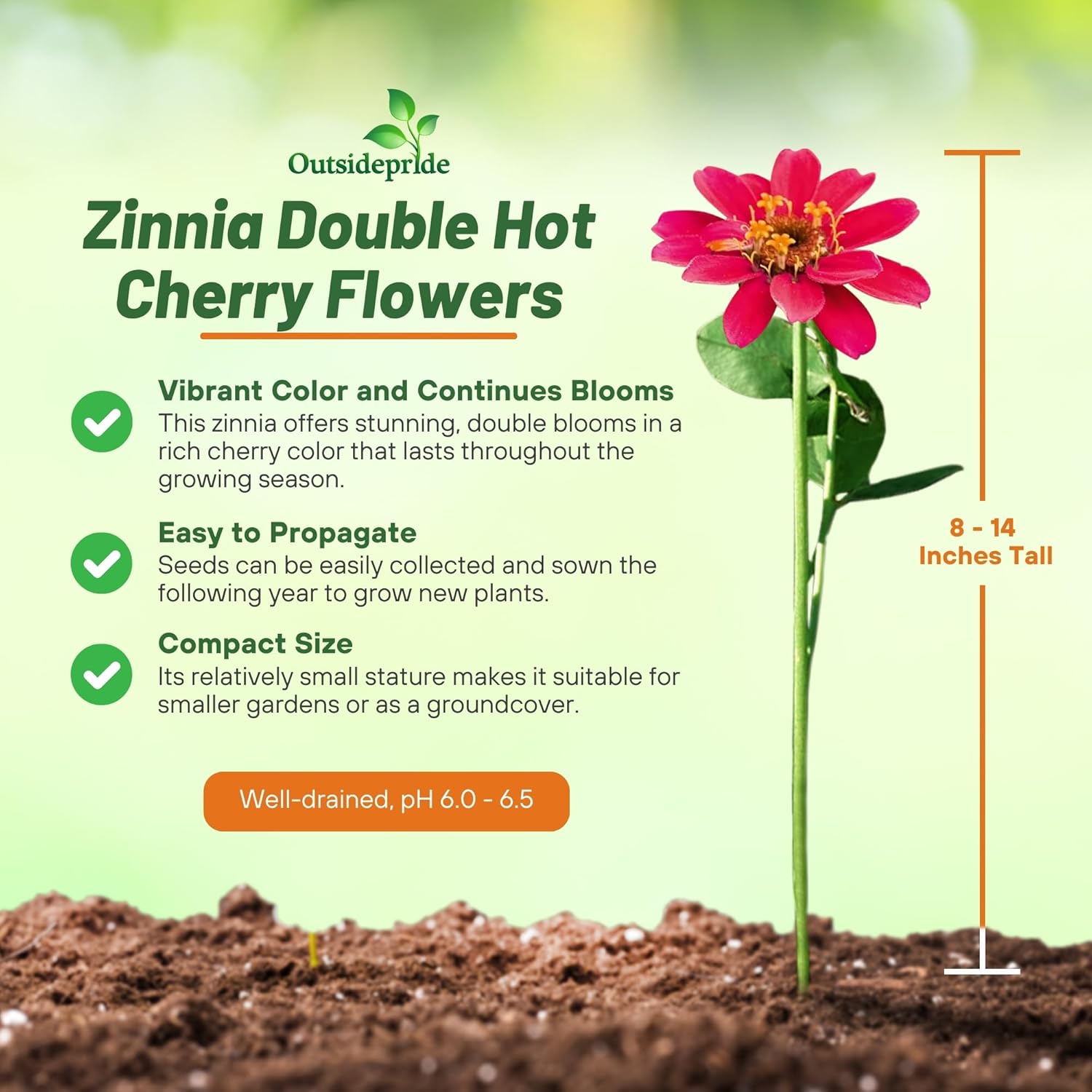 Zinnia Hot Cherry Container Gardening