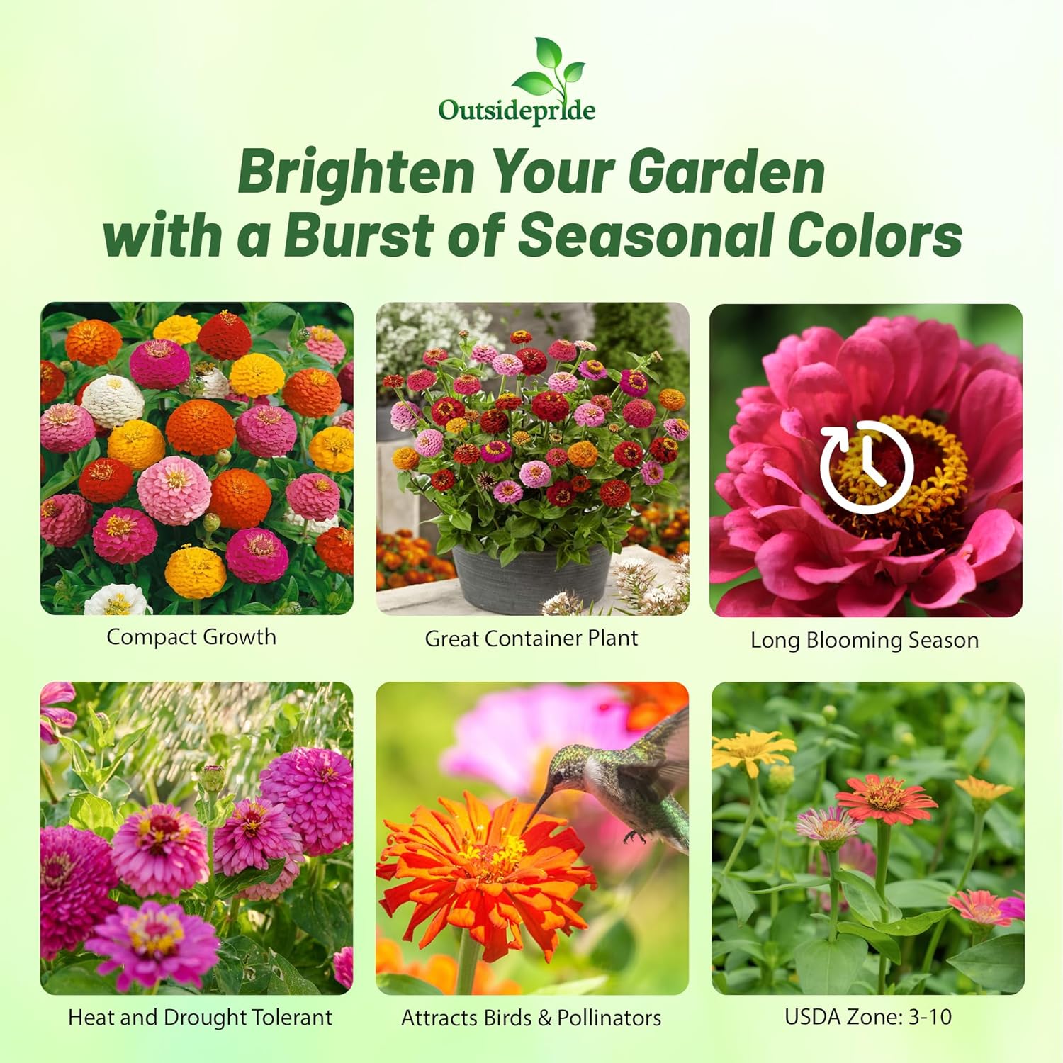 Zinnia Flower Seed Planting Directions