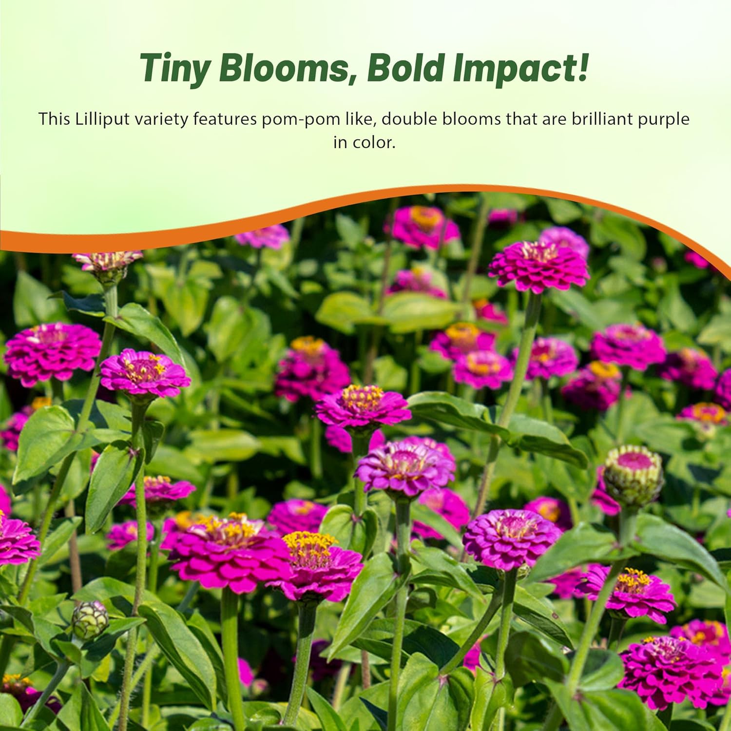 Zinnia Elegans Lilliput Purple Meadow