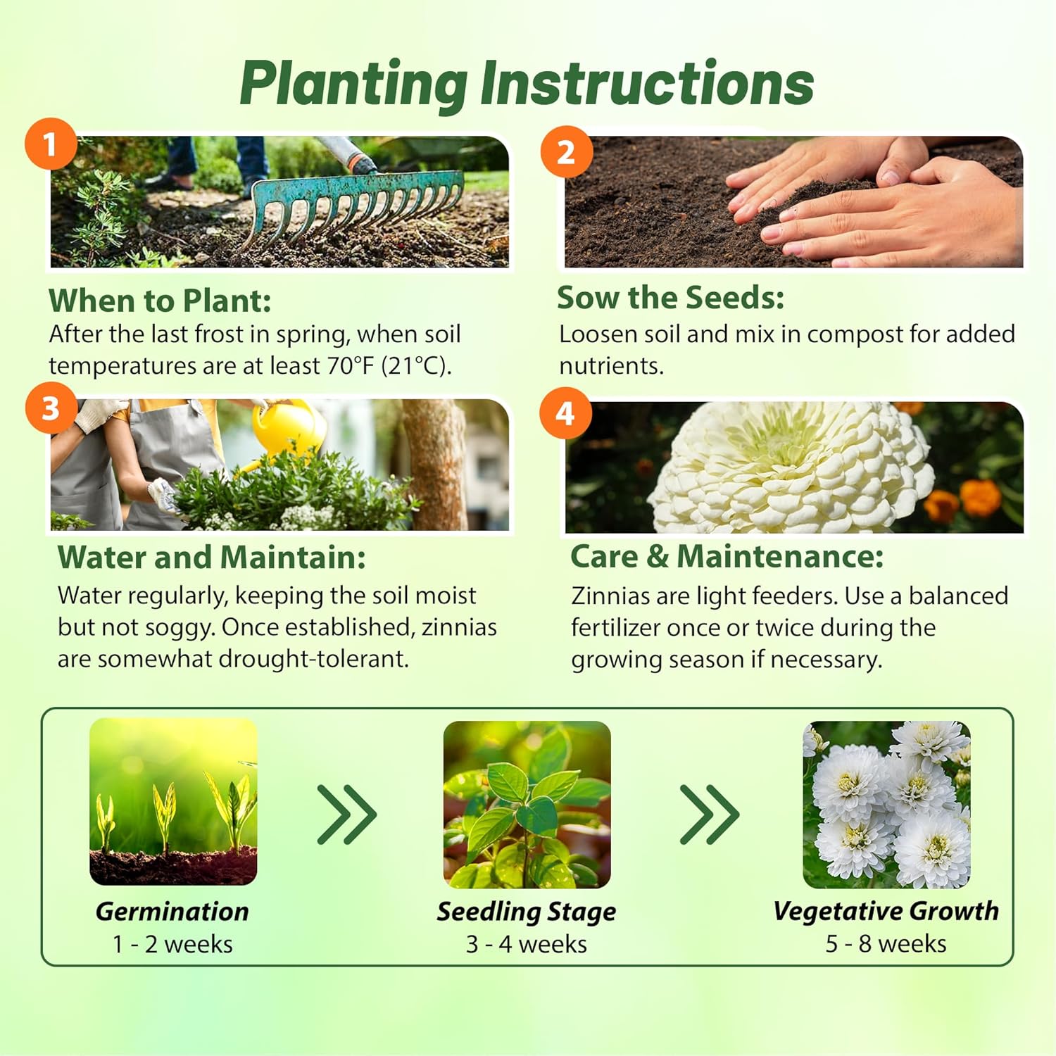 Zinnia Elegans White Planting Directions