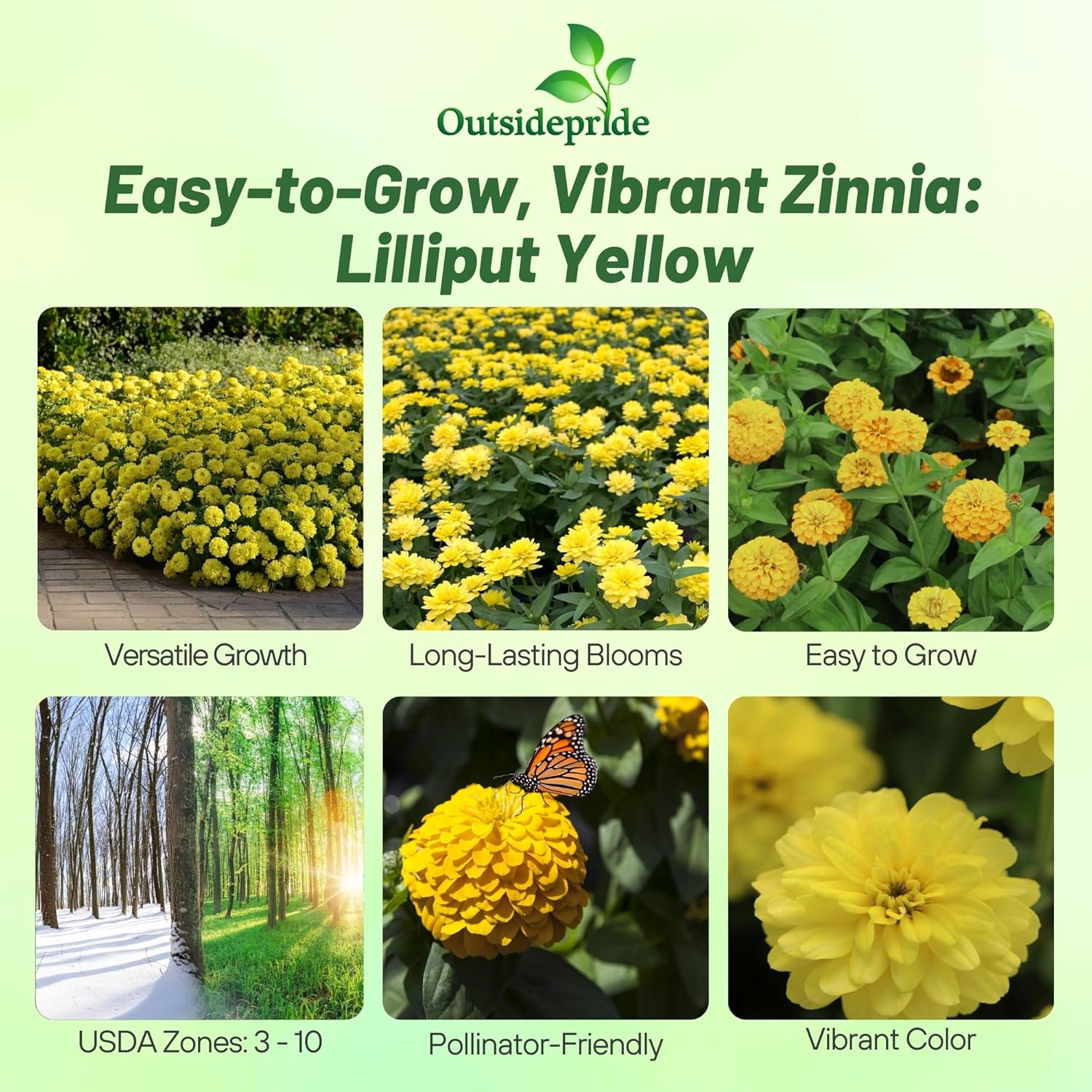 Zinnia Lilliput Yellow Planting Directions