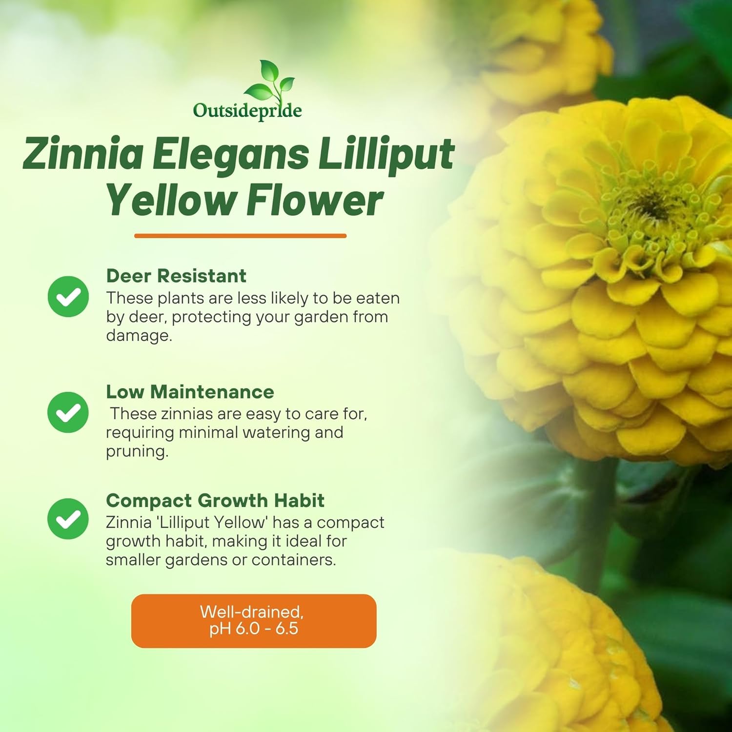 Zinnia Lilliput Yellow Drought Tolerant