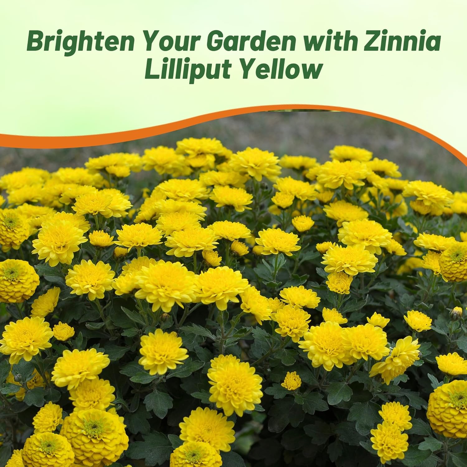 Zinnia Lilliput Yellow Flower Bed