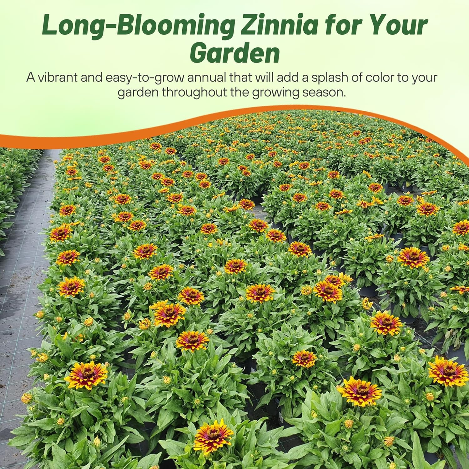 Zinnia Zowie Yellow Flame Field