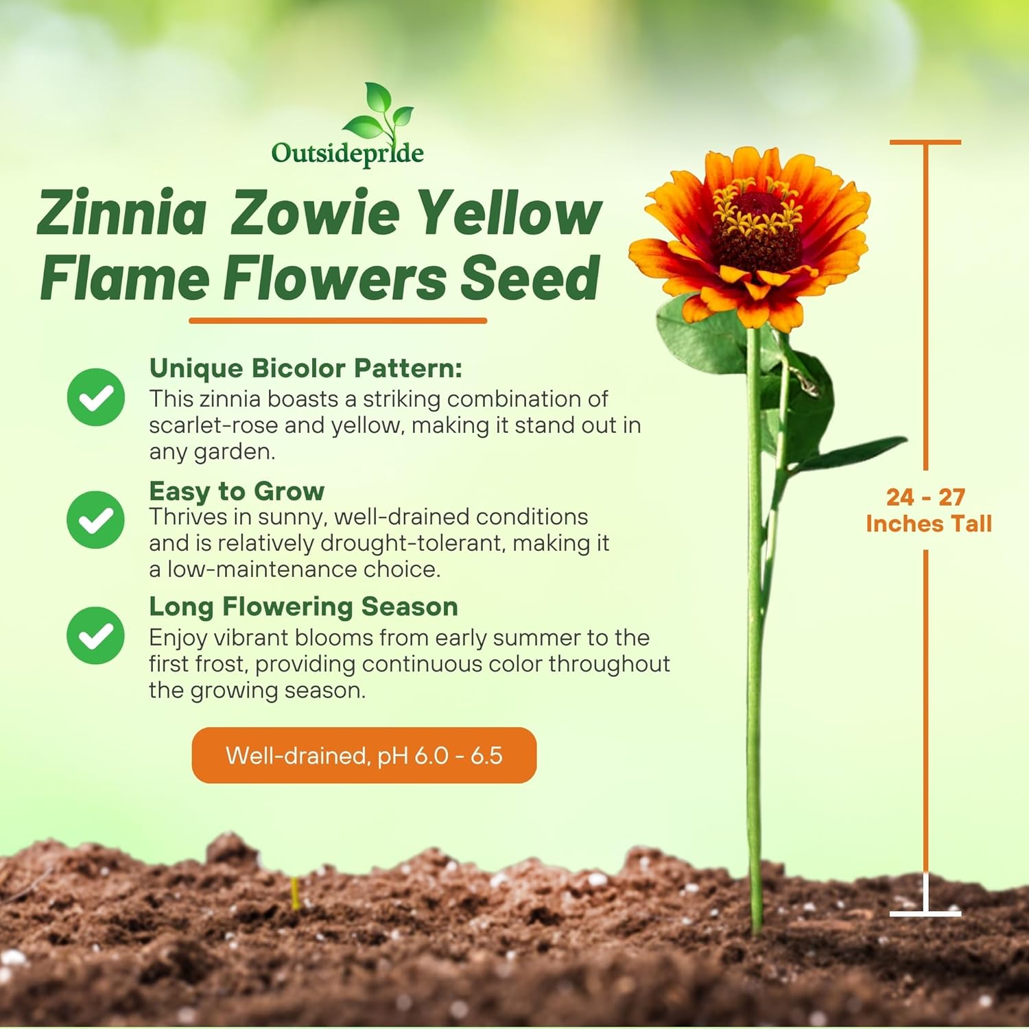 Zinnia Zowie Yellow Flame Planting Directions