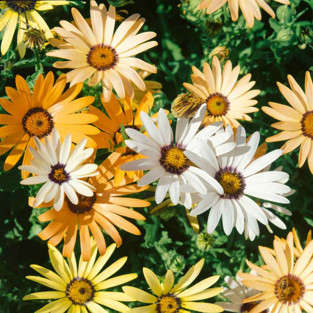 African Daisy Seed Mix For Planting - Wild Flower Seeds For