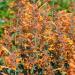 Agastache Apricot Sprite Flowers