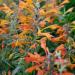 Agastache Apricot Sprite Plants