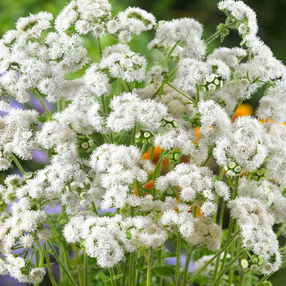 Floss Flower Seeds - White Ageratum Seeds