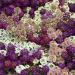 Alyssum Easter Bonnet Mix Ground Cover