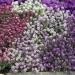 Alyssum Easter Bonnet Mix Plants