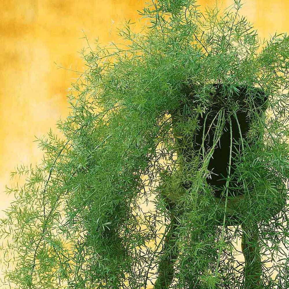 Outsidepride Asparagus Fern Sprengeri Plant Seed - 100 Seeds