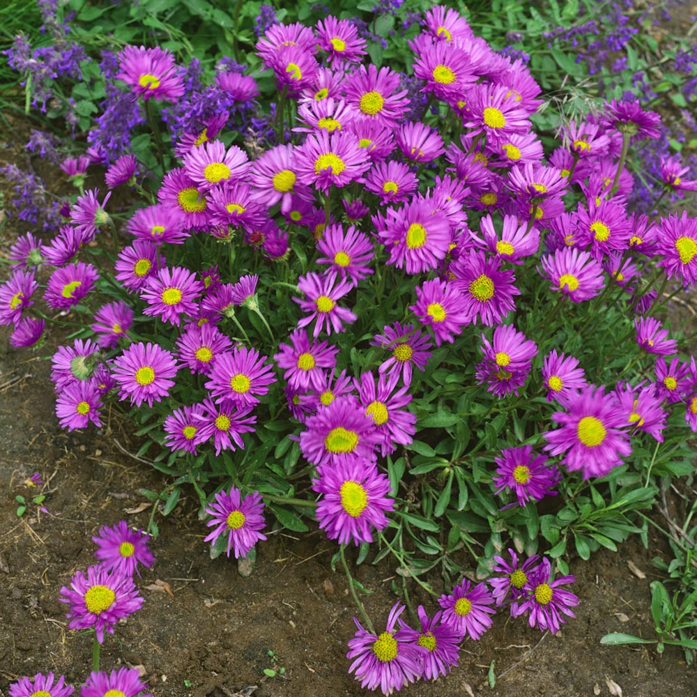 Andean Aster Hot Pink
