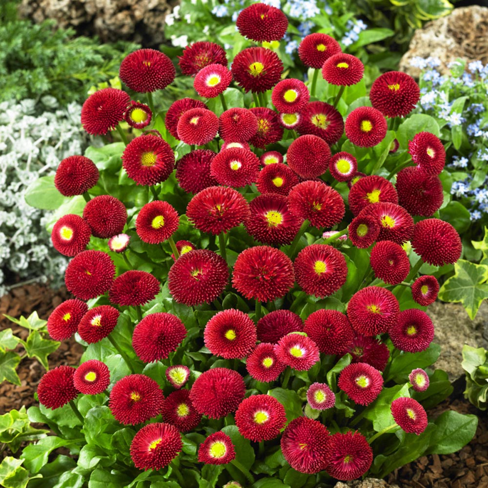 English Daisy Rose Bellis Perennis Super Enorma Seeds