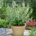 Calamintha Nepeta White Herb Seed