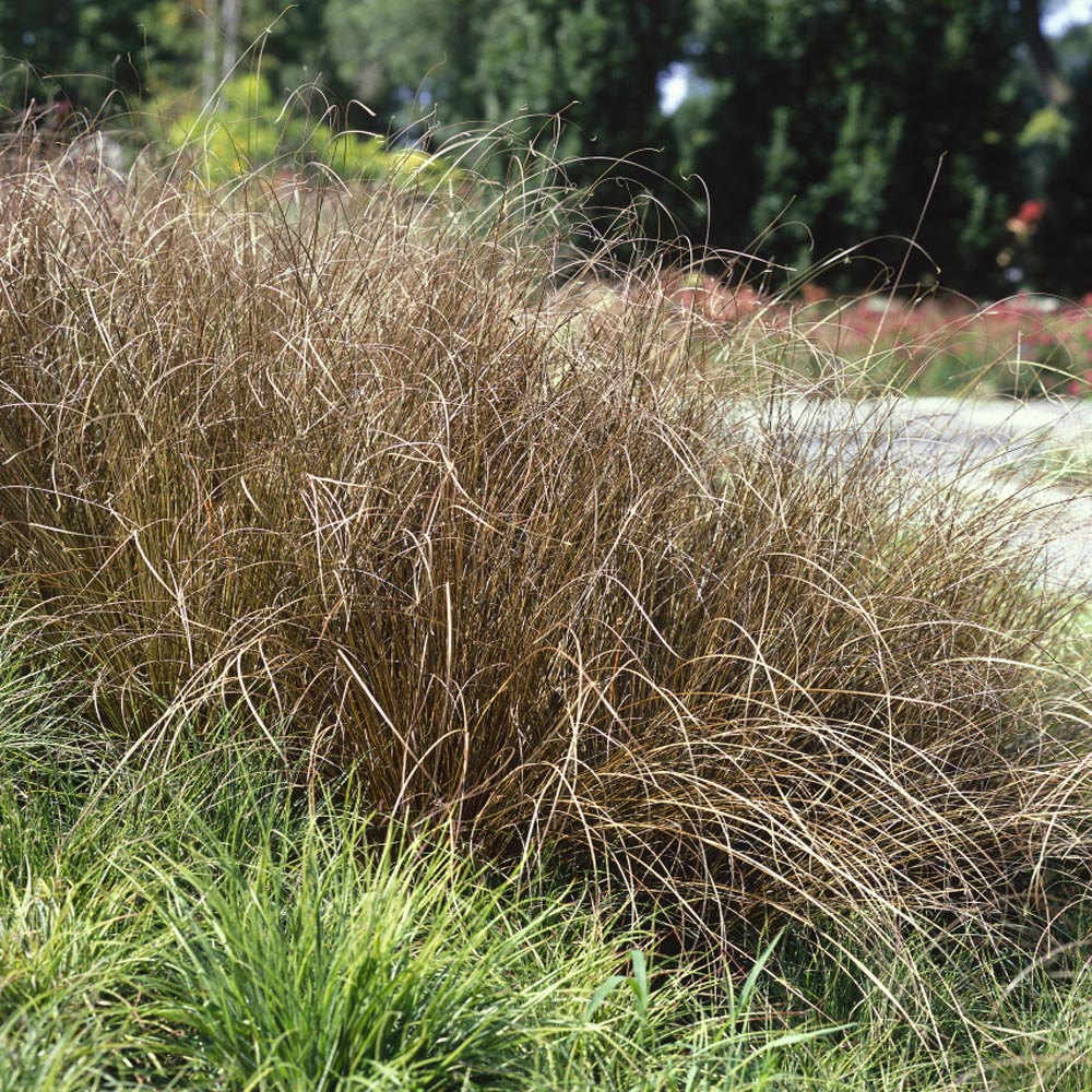 Carex Seed - Carex Buchananii Red Rooster Ornamental Grass Seeds