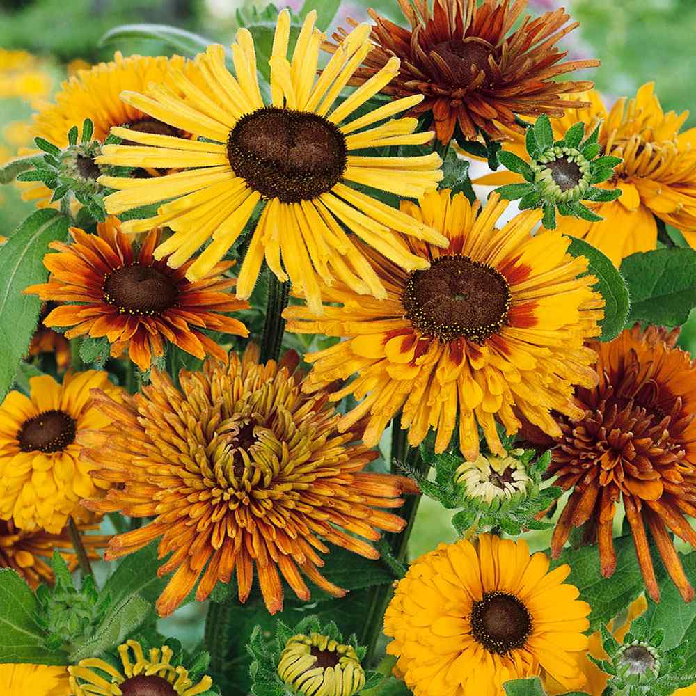 Rudbeckia Hirta Seeds - Chim Chiminee