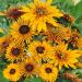 Rudbeckia Chim Chiminee Flower Seeds