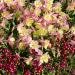 Columbine Pink Yellow Cut Flowers