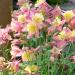 Columbine Pink Yellow Flowers