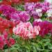 Cyclamen Flower Mix