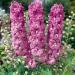 Delphinium Magic Fountains Cherry Blossoms White Bee