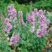 Delphinium Lavender White Bee