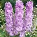 Delphinium Lavender White Bee Flowers