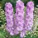 Delphinium Magic Fountains Lilac Pink White Bee