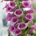 Digitalis Rose Colored Foxglove Garden Flowers