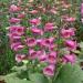 Digitalis Rose Garden Flower Seeds