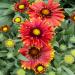 Gaillardia Arizona Red Shade Flowers