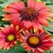 Blanket Flower Red Shades Flower Seeds