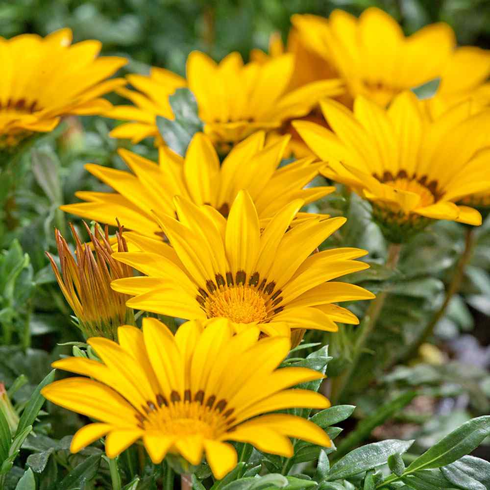 Gazania Seeds - Yellow Treasure Flower Gazania Rigens Ground Cover Seed