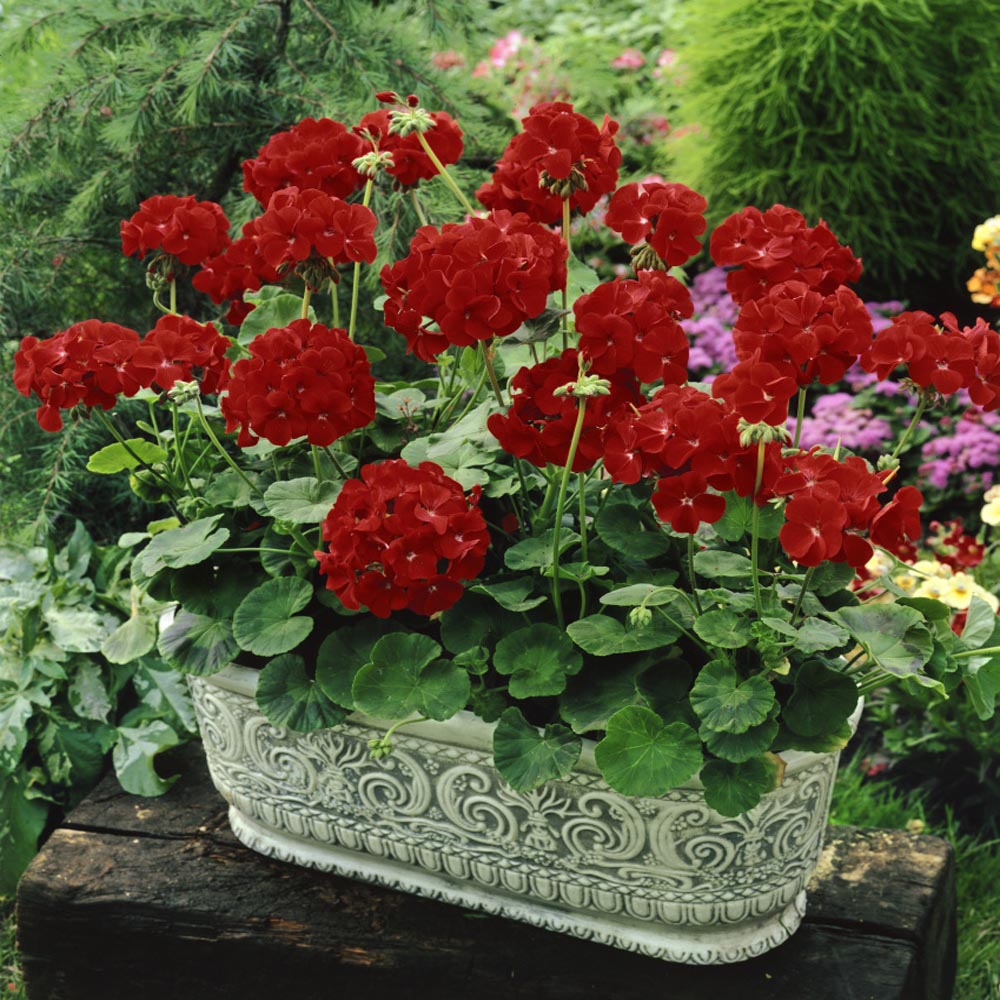 Outsidepride Geranium Scarlet Garden Flower Plants for Containers, Baskets,  Beds, & Window Boxes - 50 Seeds