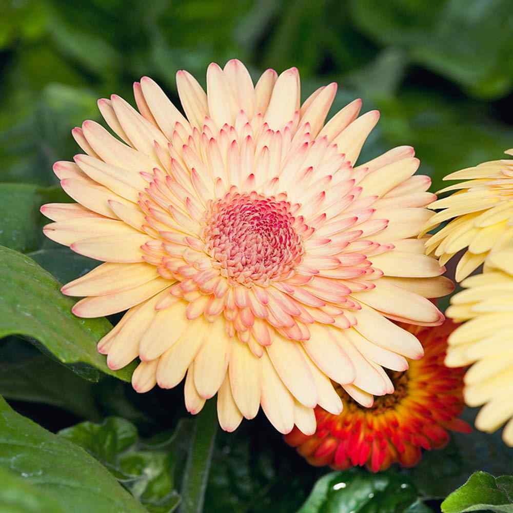 Gerbera Jamesonii Cartwheel Strawberry Twist Flower Seed Mix