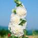 Alcea Rosea Double White Flower Seeds