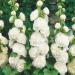 Hollyhock Double White Garden Flowers