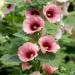 Hollyhock Halo Apricot