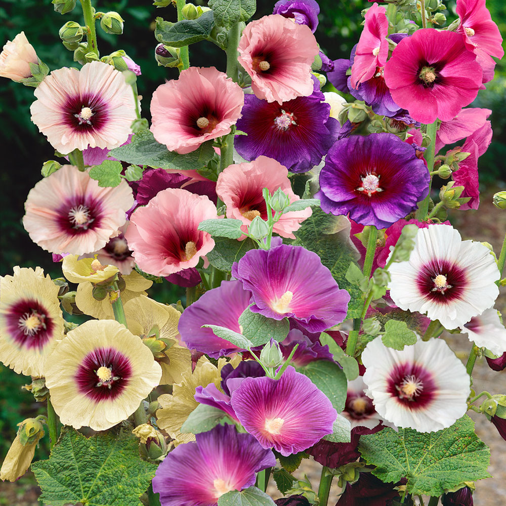 Hollyhock Flower, Alcea rosea - Plant Care and Grow from Seeds