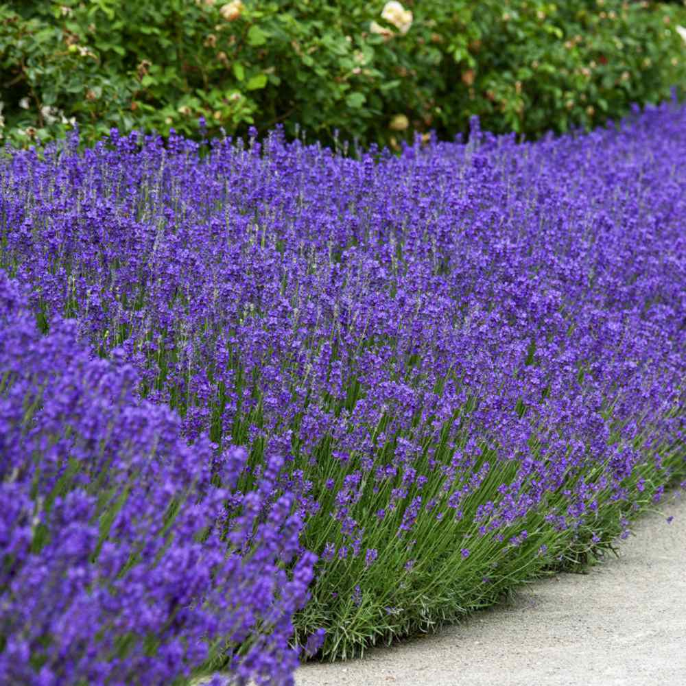 Lavender in the Garden