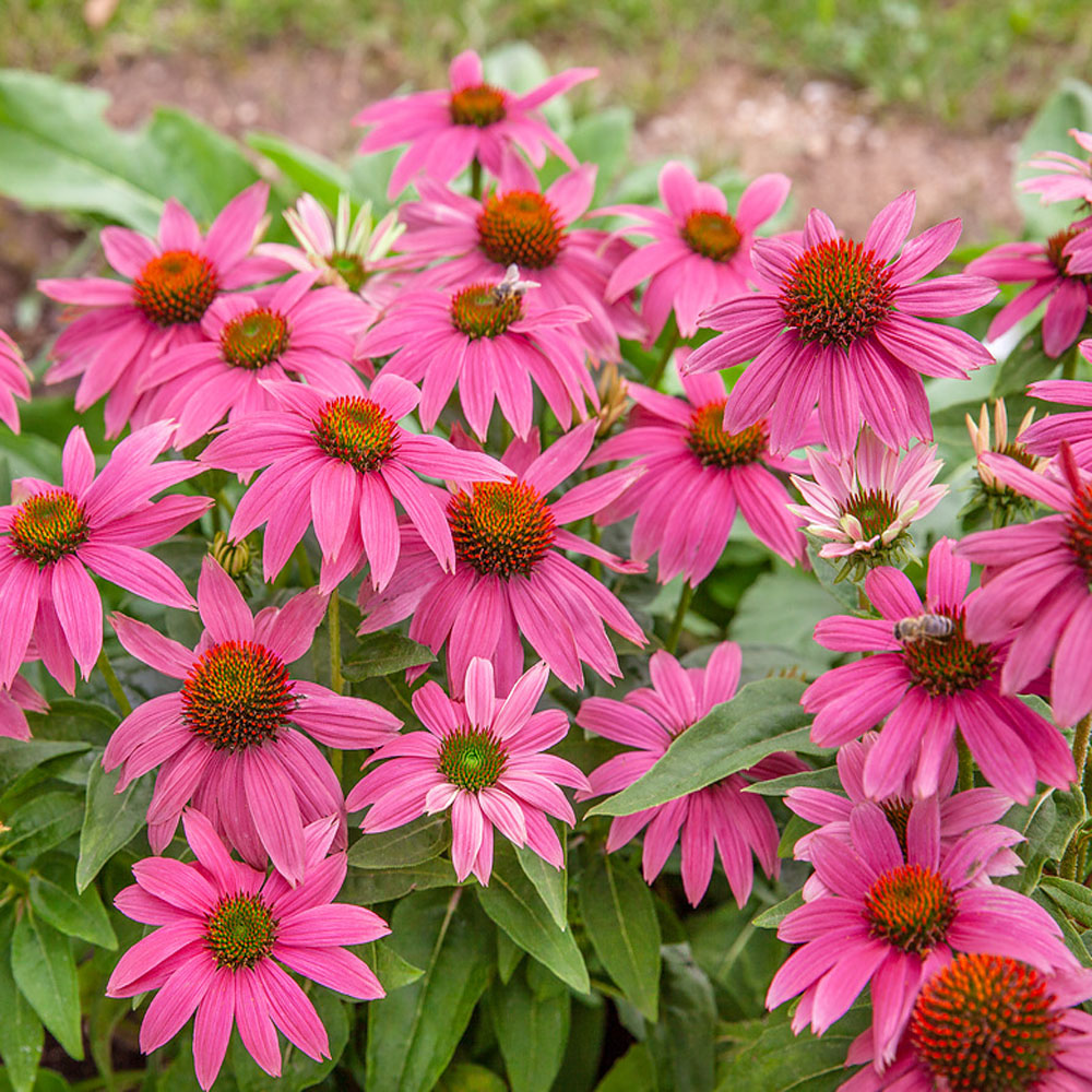 Purple Coneflower Echinacea Purpurea Magnus Garden Flower With Drought ...