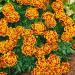 Marigold Durango Bee Container Plant