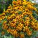 French Marigold Durango Bee Flowering Plants