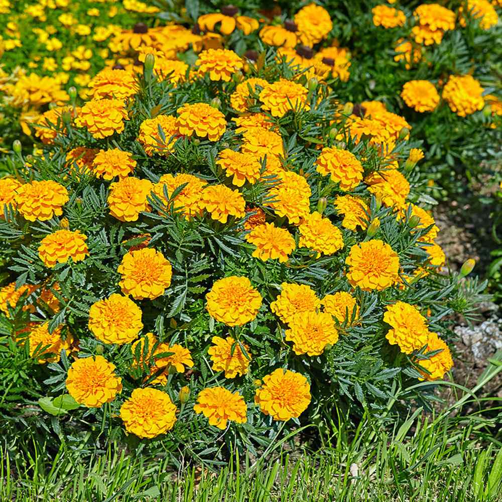 French Marigold Tagetes Patula Bonanza Gold Flower Seeds