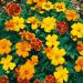 Tagetes Patula Disco Seed Mix