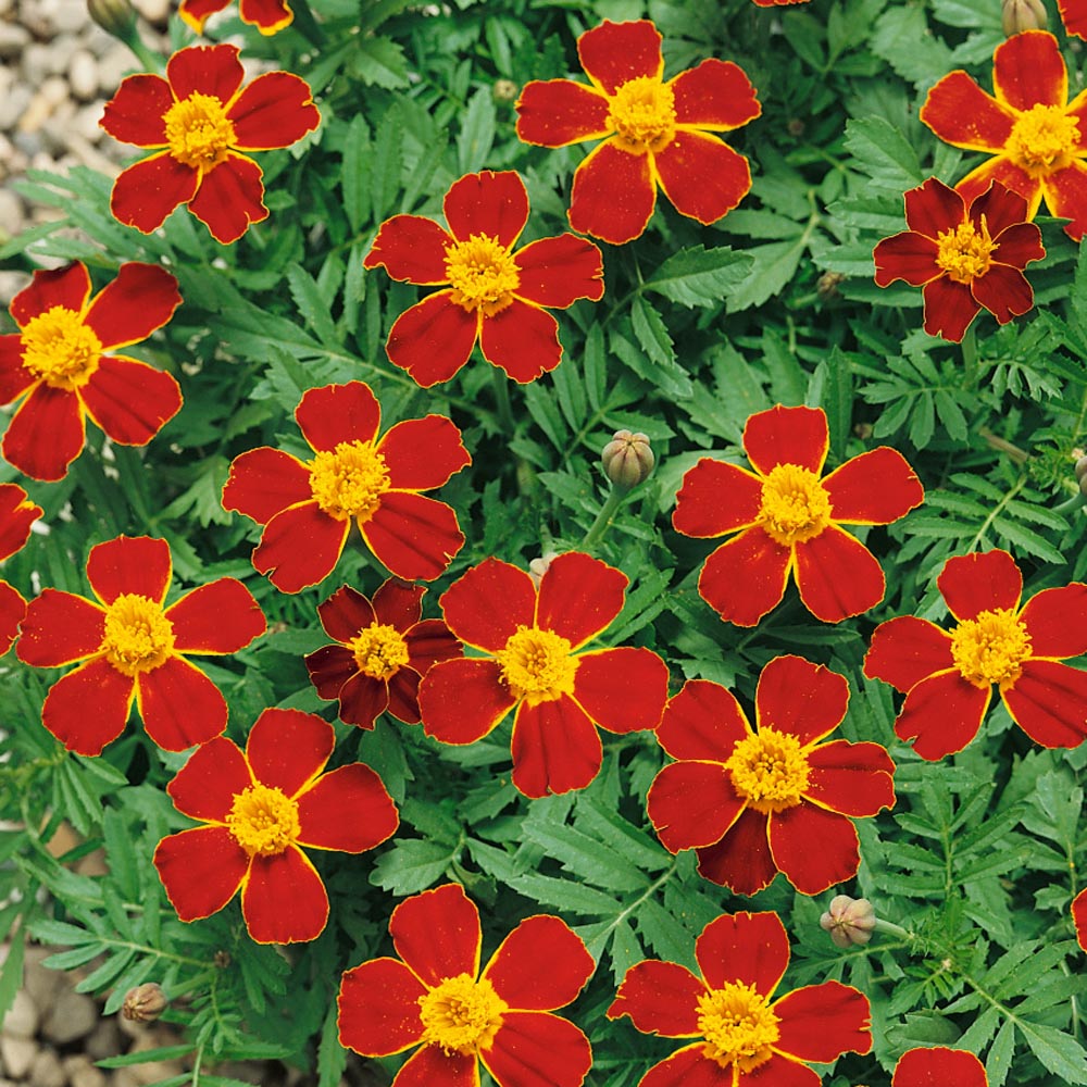 Tagetes Patula Disco Red French Marigold Flower Seeds