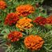 Tagetes Patula Fireball Flowers