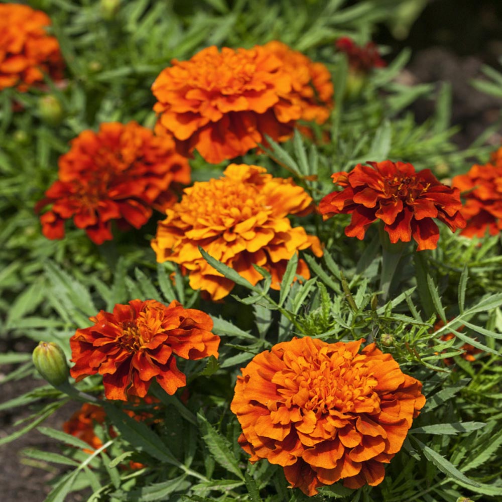 Tagetes Patula French Marigold Fireball Plant Flower Seeds