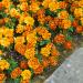 Tagetes Patula Durango Flame Flowers